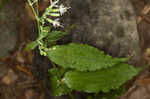 Blue ridge catchfly